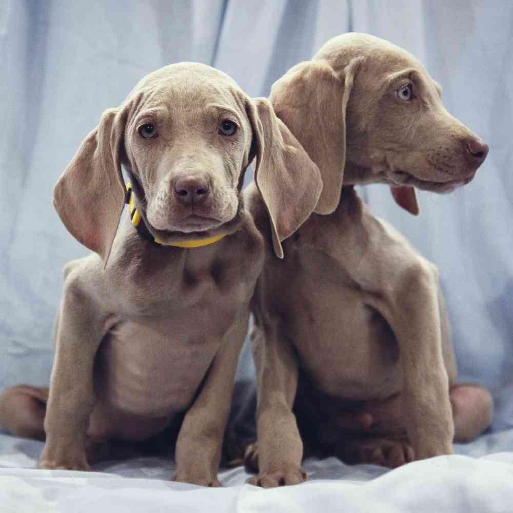 Weimaraner Puppies for sale - Pet World